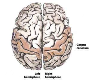 brain